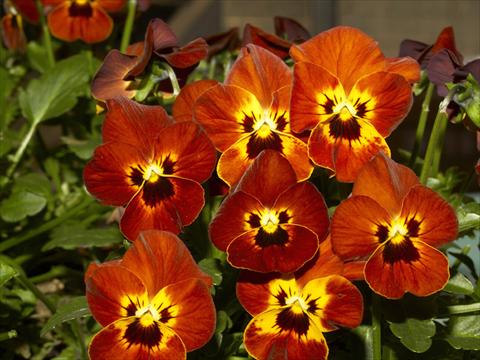 Foto fiore da  Vaso e aiola Viola cornuta Lolita Scarlet Terracotta