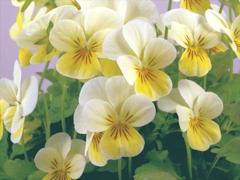 Foto fiore da  Vaso e aiola Viola cornuta Valentina Limonette