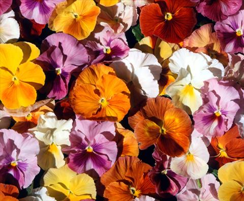 photo of flower to be used as: Pot and bedding Viola wittrockiana Acquarelle Flambè Mixed