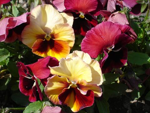 Foto fiore da  Vaso e aiola Viola wittrockiana Acquarelle Flambè Red Shades