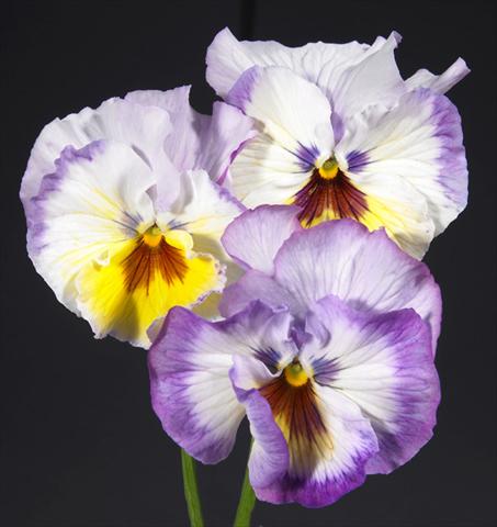 Foto fiore da  Vaso e aiola Viola wittrockiana Desiderio Lilac Lemon Shades