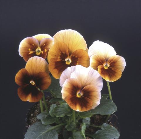 Foto fiore da  Vaso e aiola Viola wittrockiana Desiderio Maroon Blue