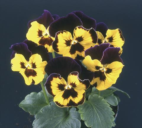 Foto fiore da  Vaso e aiola Viola wittrockiana Desiderio Purple with Golden Face & Blotch