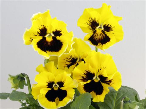 Foto fiore da  Vaso e aiola Viola wittrockiana Flamenco Golden