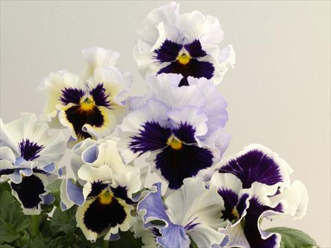 Foto fiore da  Vaso e aiola Viola wittrockiana Flamenco White 2 Lilac