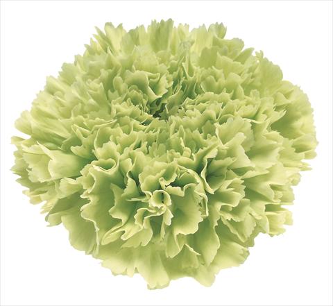photo of flower to be used as: Cutflower Dianthus caryophyllus Goblin