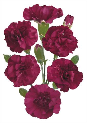 photo of flower to be used as: Cutflower Dianthus caryophyllus Maverick