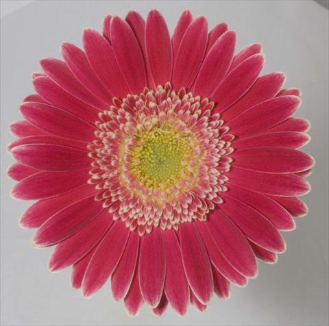 Foto fiore da  Vaso Gerbera jamesonii Natalia