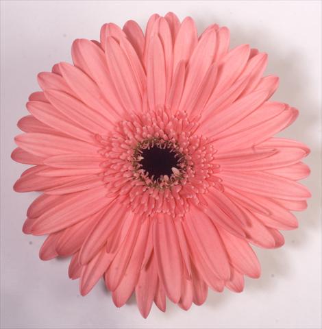 Foto fiore da  Vaso Gerbera jamesonii Rionegro