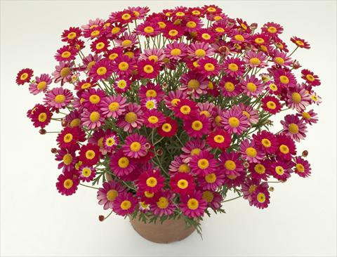 Foto fiore da  Vaso e aiola Argyranthemum frutescens Daisy Crazy™ Meteor Red