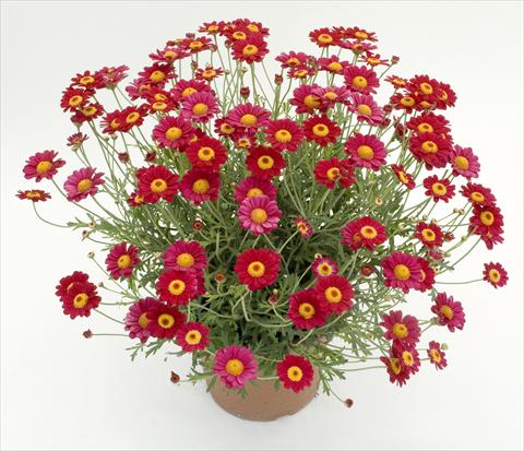 Foto fiore da  Vaso e aiola Argyranthemum frutescens Daisy Crazy™ Starlight Red