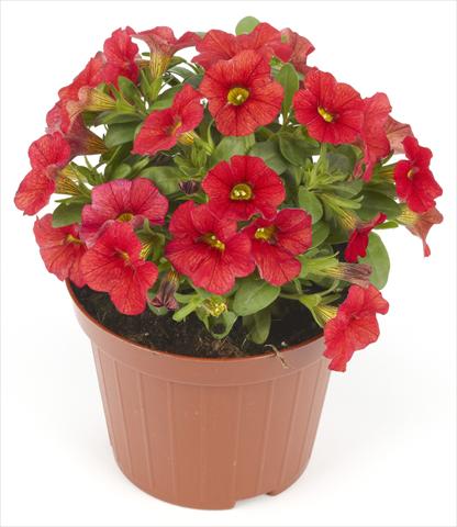 Foto fiore da  Vaso, aiuola, balcone Calibrachoa Mille Baci® Scarlet