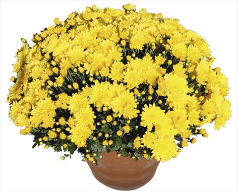 Foto fiore da  Vaso, aiuola, balcone Chrysanthemum Perseus® Macao Jaune