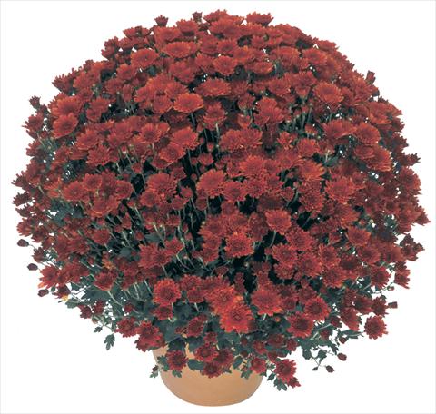 Foto fiore da  Vaso, aiuola, balcone Chrysanthemum Perseus® Macao Rouge