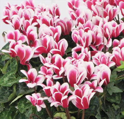 photo of flower to be used as: Pot, bedding, patio Cyclamen persicum Latinia® Fantasia Magenta Foncé