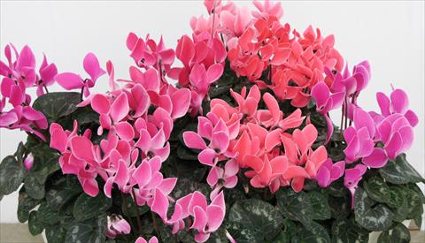 Foto fiore da  Vaso, aiuola, balcone Cyclamen persicum Latinia® Premium Melange Flammé Liseré