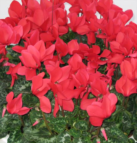 Foto fiore da  Vaso, aiuola, balcone Cyclamen persicum Latinia® Rouge vif