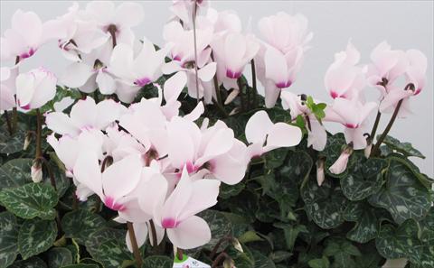 Foto fiore da  Vaso, aiuola, balcone Cyclamen persicum Latinia® Victoria 50