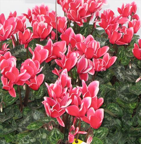 Foto fiore da  Vaso, aiuola, balcone Cyclamen persicum midi Tianis® Fantasia Rouge écarlate