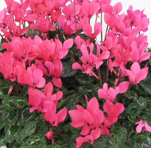 Foto fiore da  Vaso, aiuola, balcone Cyclamen persicum midi Tianis® Fuchsia Neon