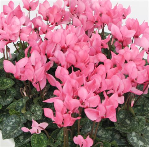 Foto fiore da  Vaso, aiuola, balcone Cyclamen persicum midi Tianis® Rose à oeil liseré