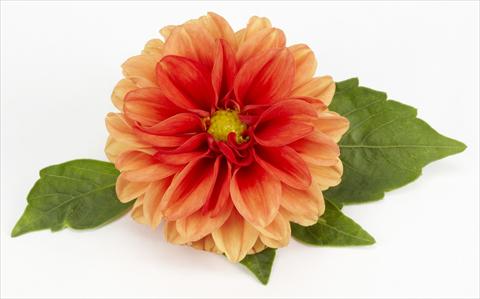 Foto fiore da  Vaso, aiuola, balcone Dahlia Decoretta Orange