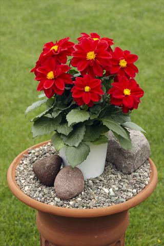 photo of flower to be used as: Pot, bedding, patio Dahlia Decoretta Red