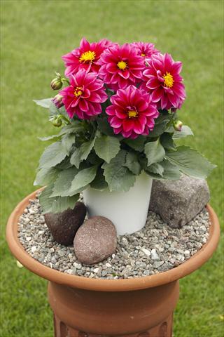 Foto fiore da  Vaso, aiuola, balcone Dahlia Decoretta Violet