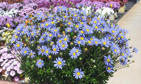 Foto fiore da  Vaso, aiuola, balcone Felicia amelloides Felicitara Blue