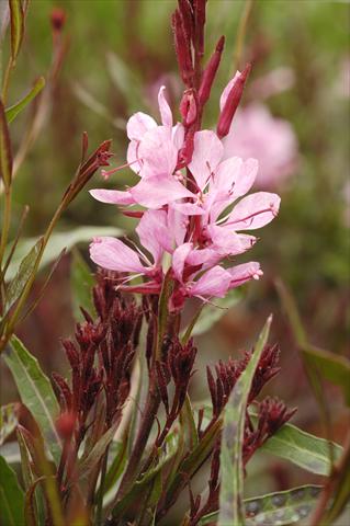 Foto fiore da  Vaso e aiola Gaura Obsession