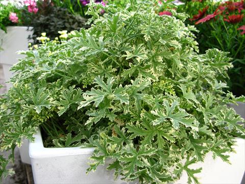 Foto fiore da  Vaso e aiola Pelargonium odoratissimum Decorativ™ Geranio Bicolor