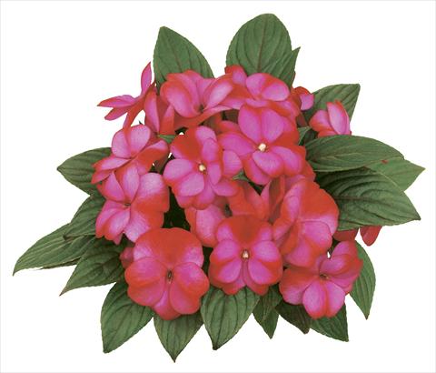 Foto fiore da  Vaso, aiuola, balcone, basket Impatiens N. Guinea Paradise® Fancy