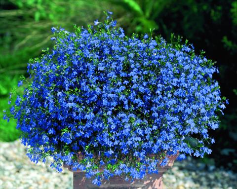 Foto fiore da  Vaso, aiuola, balcone, basket Lobelia Lobelie Westflowers® Blue Star