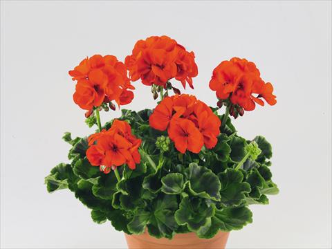 Foto fiore da  Vaso, aiuola, balcone Pelargonium zonale Compact Gen® Serena Nova