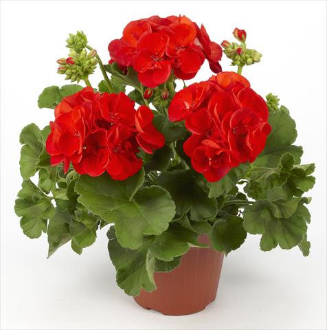 Foto fiore da  Vaso, aiuola, balcone Pelargonium zonale pac® Victor Improved