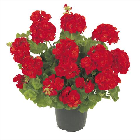 Foto fiore da  Vaso Pelargonium zonale RE-AL® Polaris®