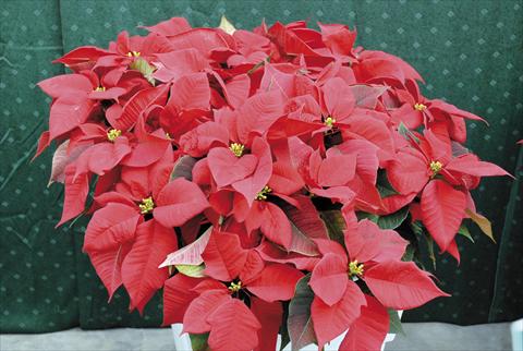 Foto fiore da  Vaso Poinsettia - Euphorbia pulcherrima PLA® Eckespoint® Fiamma