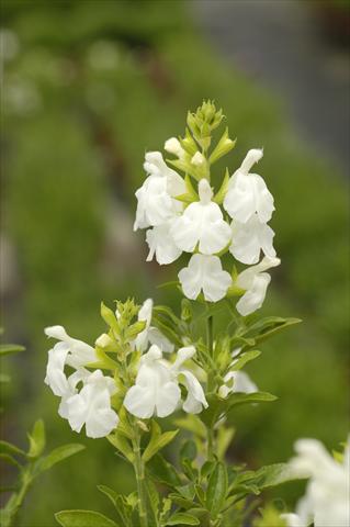 Foto fiore da  Vaso e aiola Salvia greggii PLA® Puebla White