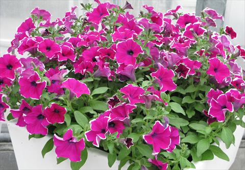 Foto fiore da  Vaso, aiuola, balcone, basket Petunia pendula Surfinia® Giant Purple Picotée