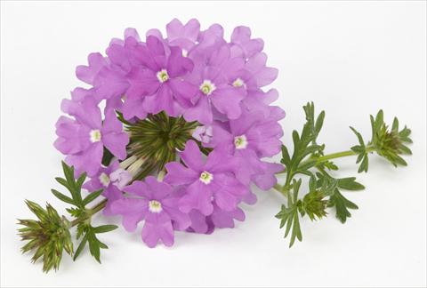 Foto fiore da  Vaso, aiuola, balcone, basket Verbena Benissima® Lavender