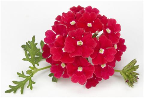 Foto fiore da  Vaso, aiuola, balcone, basket Verbena Benissima® Red