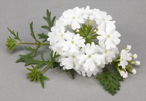 Foto fiore da  Vaso, aiuola, balcone, basket Verbena Benissima® White