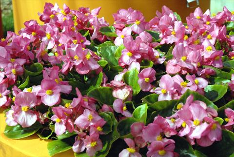 photo of flower to be used as: Pot and bedding Begonia Monza Rose