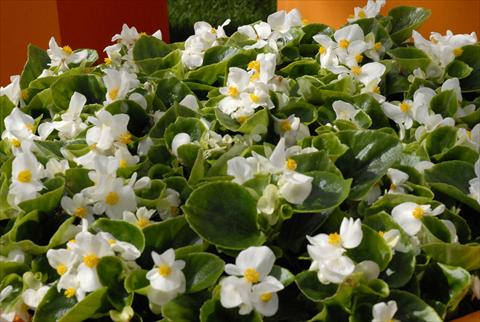 Foto fiore da  Vaso e aiola Begonia Monza White