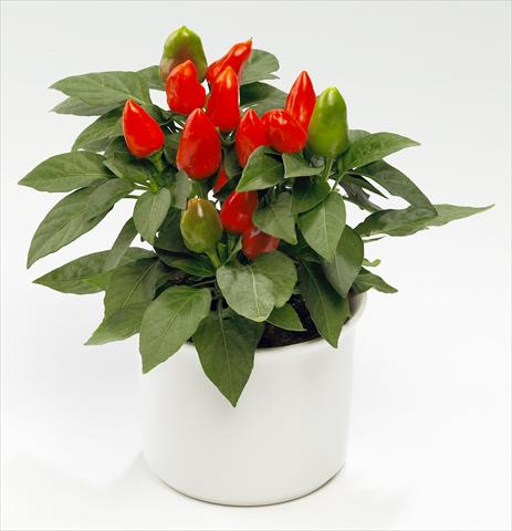 photo of flower to be used as: Basket / Pot Capsicum annuum Tango Deep Orange