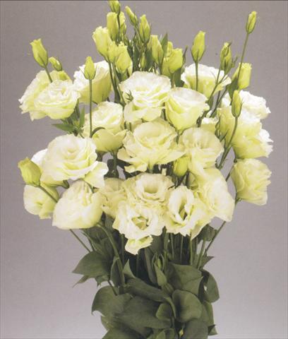 Foto fiore da  Reciso Lisianthus (Eustoma grandiflorum) Advantage Green