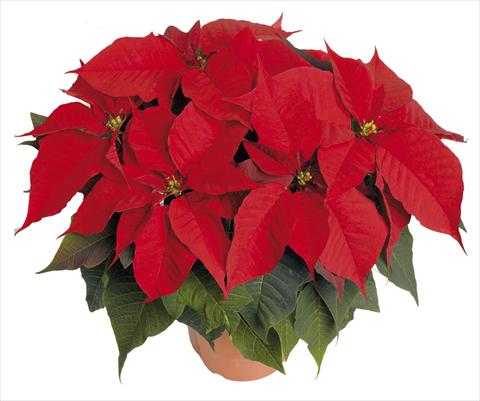 photo of flower to be used as: Pot Poinsettia - Euphorbia pulcherrima RED FOX Bella Italia