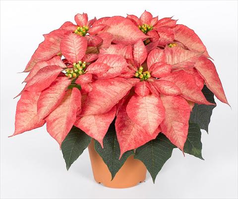 Foto fiore da  Vaso Poinsettia - Euphorbia pulcherrima RED FOX Premium Ice Crystal