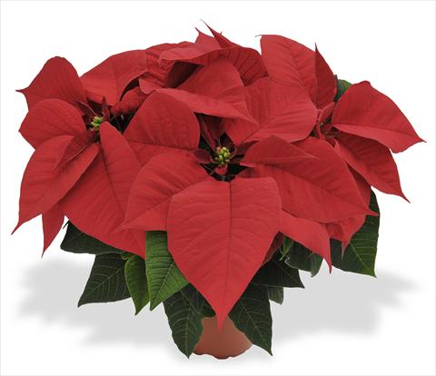 Foto fiore da  Vaso Poinsettia - Euphorbia pulcherrima RED FOX Premium Early