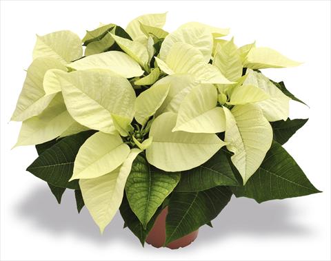 photo of flower to be used as: Pot Poinsettia - Euphorbia pulcherrima RED FOX Premium Polar